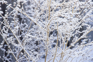 High dry grass under snow