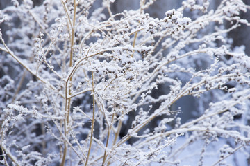 Shrub with thin branches under hoarfrost