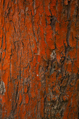 beautiful natural pattern of tree bark for background image