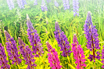 Summer landscape with beautiful bright lupine flowers