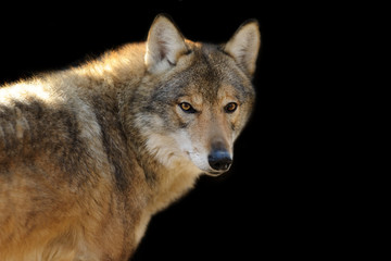 Wolf portrait isiolated on black background