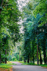 Bright green forest natural walkway in sunny day light. Sunshine woods trees. Sun through vivid green forest. Outdoor peaceful forest trees with sunlight. Green summer forest landscape in warm light