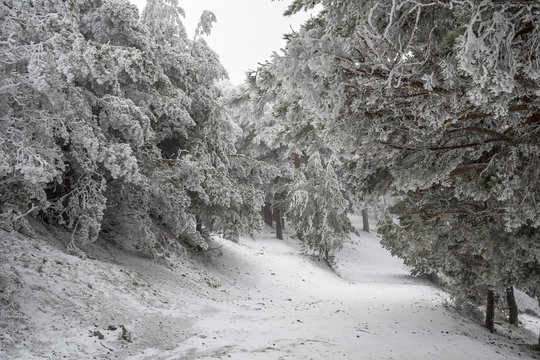 Snowy landscape of Madrid (Navacerrada)