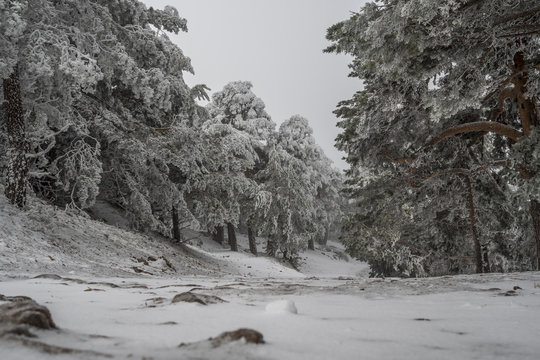Snowy landscape of Madrid (Navacerrada)