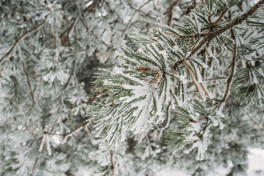 Snowy landscape of Madrid (Navacerrada)