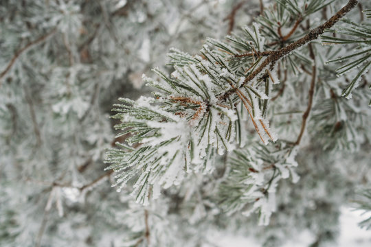 Snowy landscape of Madrid (Navacerrada)