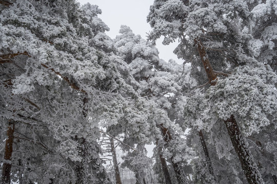 Snowy landscape of Madrid (Navacerrada)