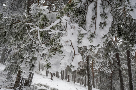 Snowy landscape of Madrid (Navacerrada)