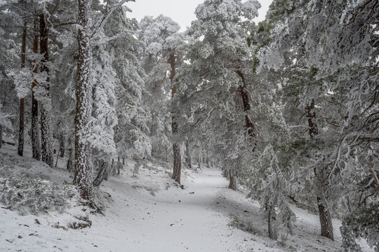 Snowy landscape of Madrid (Navacerrada)