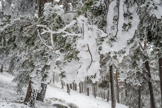 Snowy landscape of Madrid (Navacerrada)