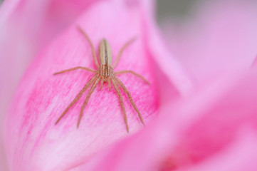 Spinne auf Rose