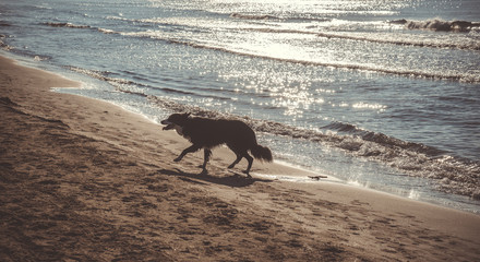 Dog running on the beach