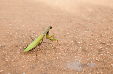 mantis 