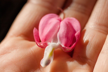 bleeding heart flower