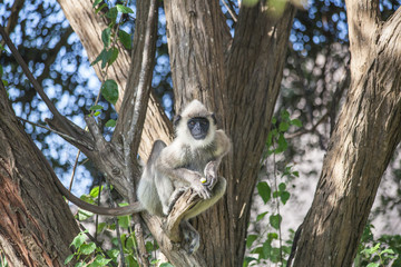 Wild animals - great and beautiful place in paradise. Green trees and plants in the mountain...