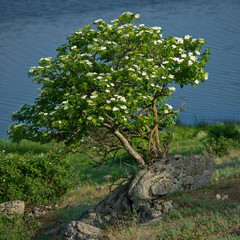 elderberry blossom tree in the rocks