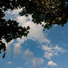 foliage of trees and the sky