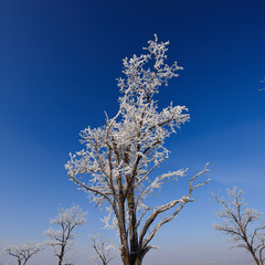 tops of trees covered with hoarfrost
