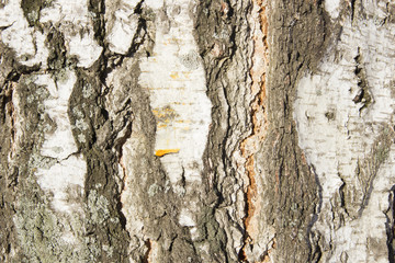 Deep cracks in bark of birch macro