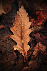 Oak Leaf in leaf litter on forest Floor