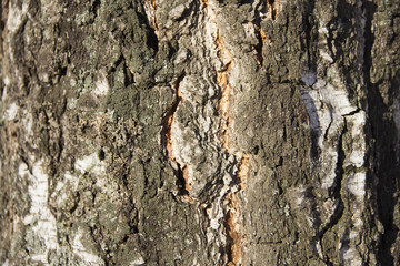 White birch bark brown close-up