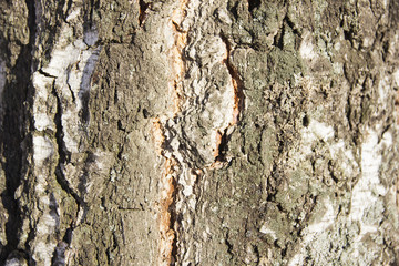 Texture of birch bark in close irregularities