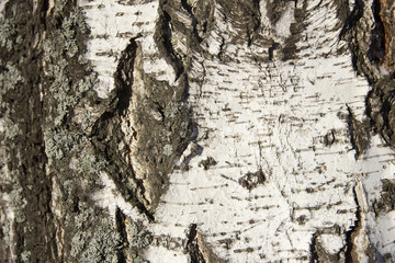 Birch bark close up