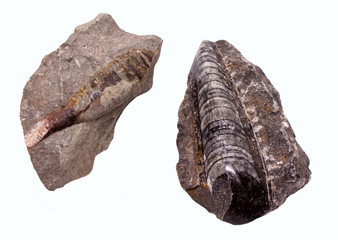 orthoceras fossil 