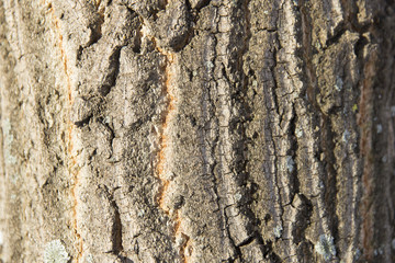 Texture of crust in cracks close up