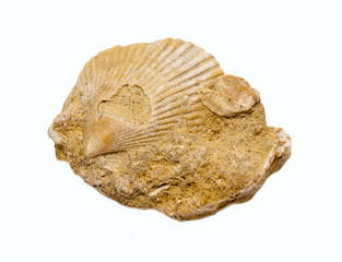 Fossil stone with mollusk shells