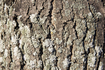 Tree bark cracks and sunlight