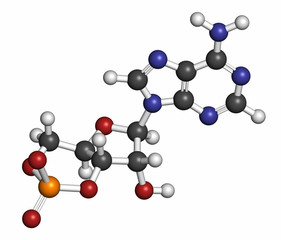 Cyclic adenosine monophosphate (cAMP) second messenger molecule