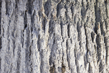Whitewashed tree bark close-up