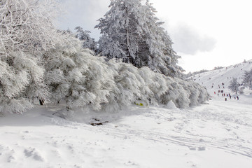 snowy landscape with trees and people playig in the snow