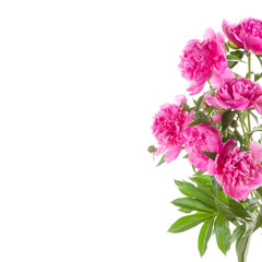 Naklejka na ściany i meble Bouquet of pink peonies