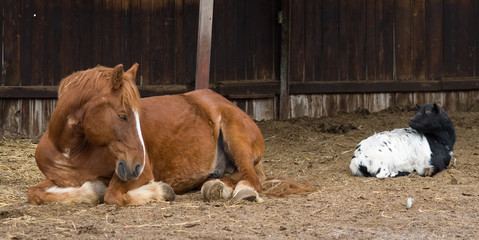 Pferd liegt neben Ziege
