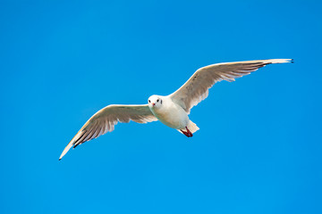 view of a isolated seagull by fly (for freedom concept)