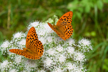 A couple of butterflies posing at a flower top