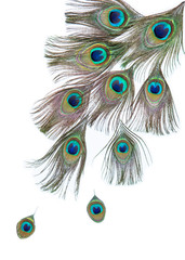 Group of bright peacock feathers on the white background, diagonal composition, top view