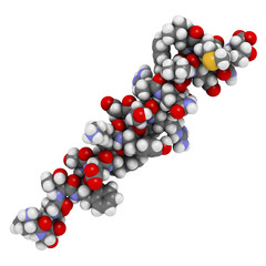 Glucagon peptide hormone. 3D rendering. 