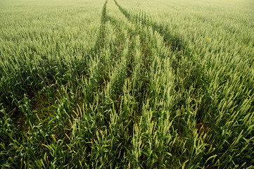 Wheat field