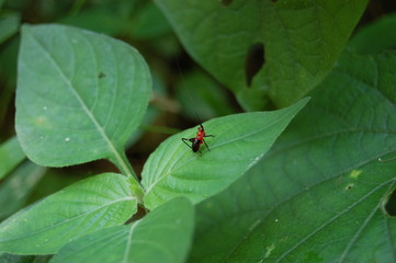 Black and Red Small Cricket