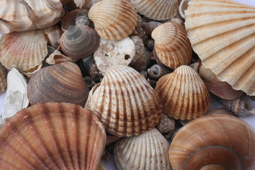 Muscheln am Strand © Inka