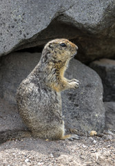 Kamchatka gopher (Spermophilus parryi) - Kamchatka, Russia