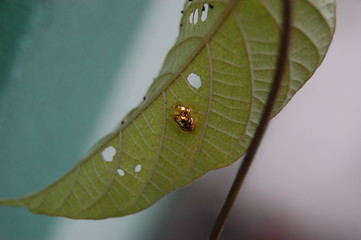 Metallic Brass Gold Rusty Tortoise Beetle 2 of 2