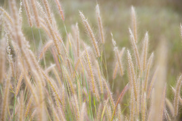 Fototapeta premium close-up of long grass moving in wind. meadow reed background.