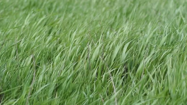Young grass swaying on a strong wind. wheat grass in a field.