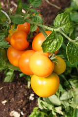 Orange tomatoes ripening