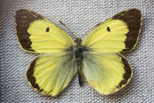 Colias hyale, clouded butterfly.