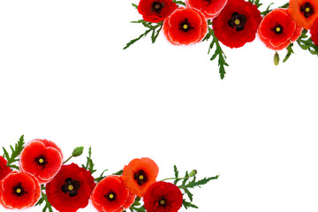 Frame of red poppies (common poppy, corn poppy, corn rose, field poppy, Flanders poppy, red weed, coquelicot) on white background with space for text. Top view, flat lay